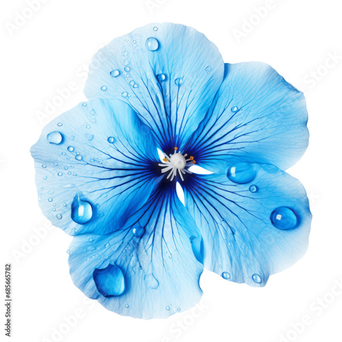 blue flower with water drop isolated on transparent background cutout
