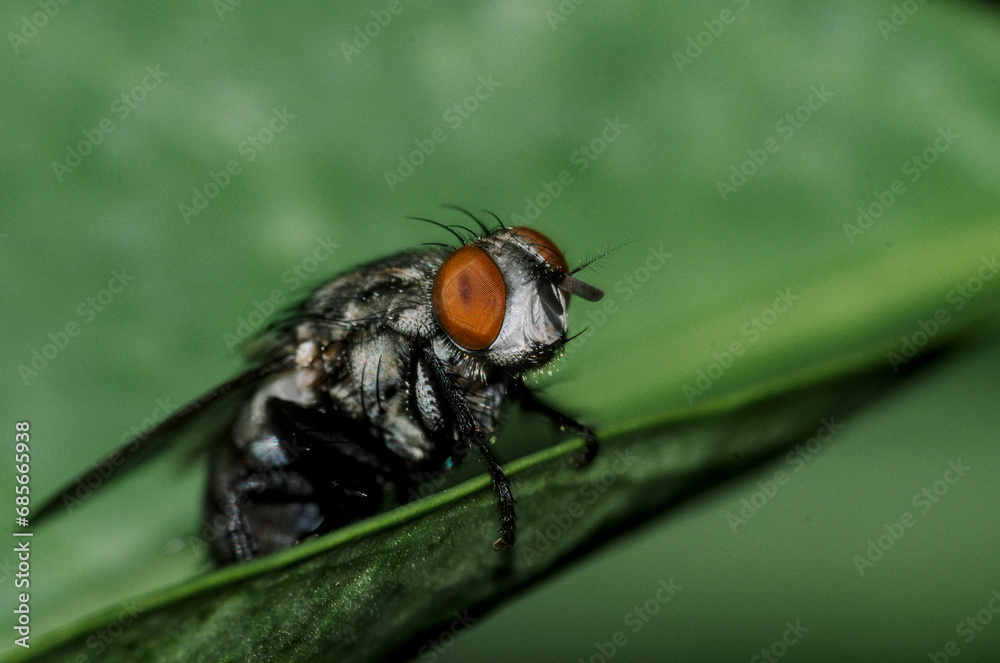 Macro shot of the common fly, perched on a leaf. Commonly regarded as pests. Macro shot of the common fly, perched on a leaf. Commonly regarded as pests.