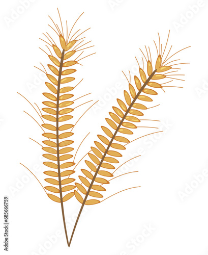 wheat branch illustration