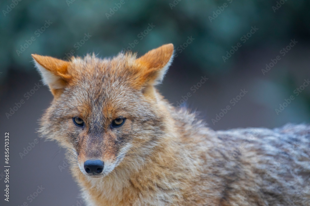 A fox wandering around in nature checks its prey