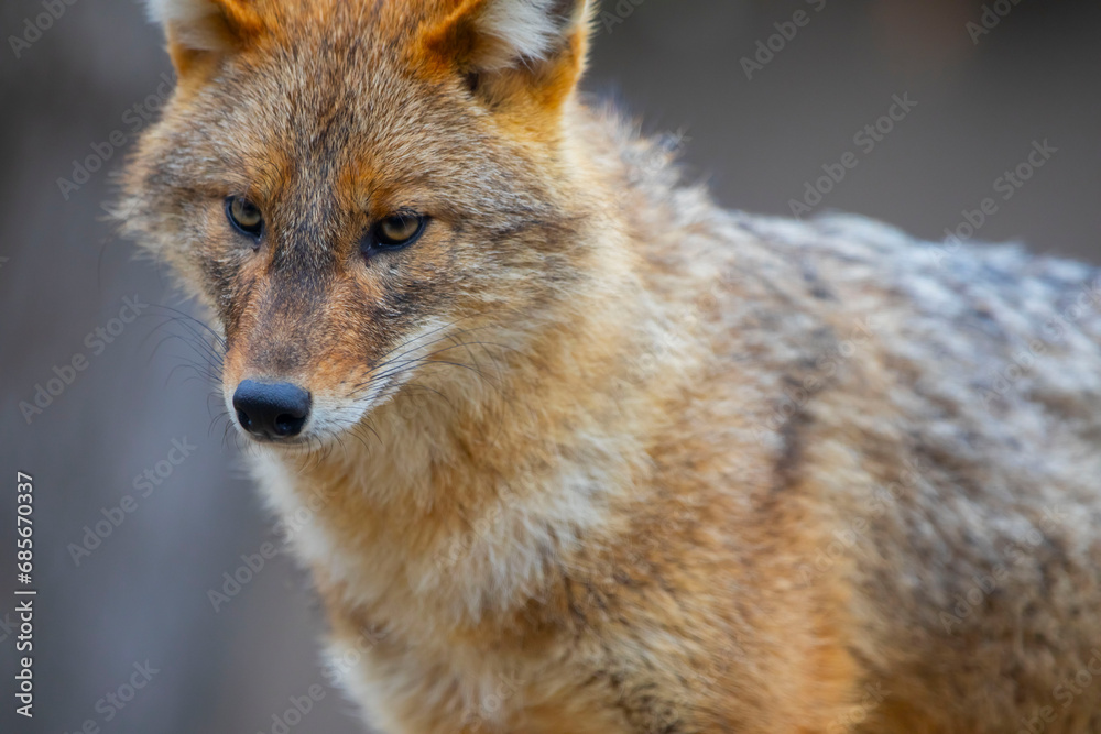A fox wandering around in nature checks its prey