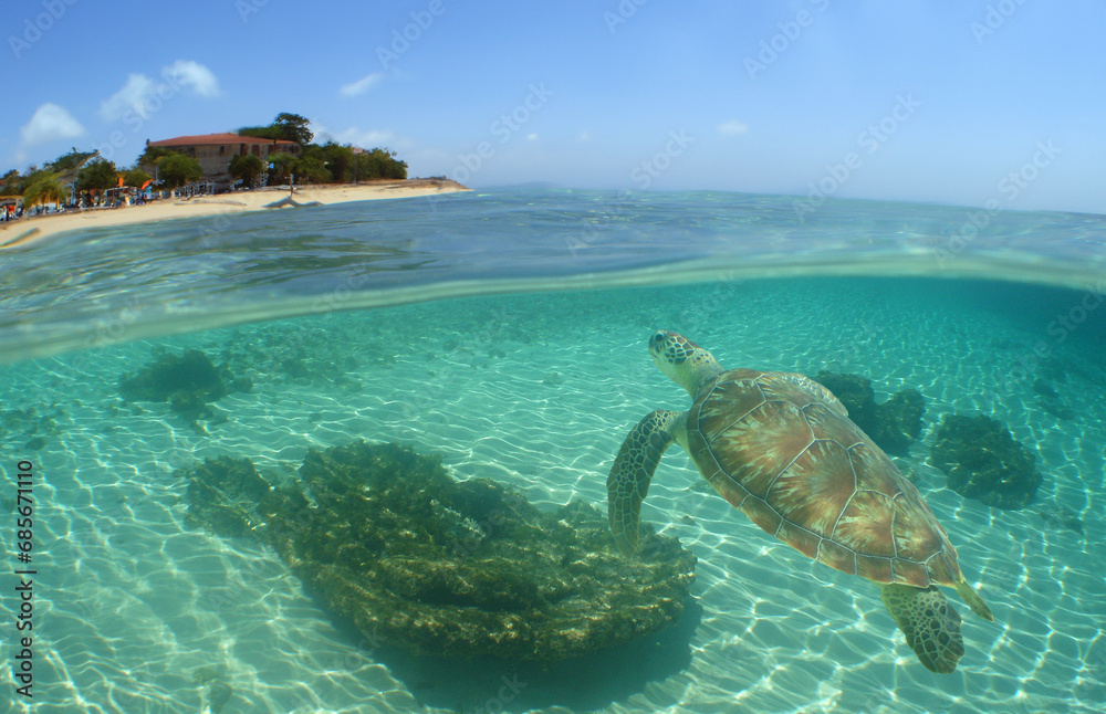 a green sea turtle swimming on a reef on an island in the caribbean sea