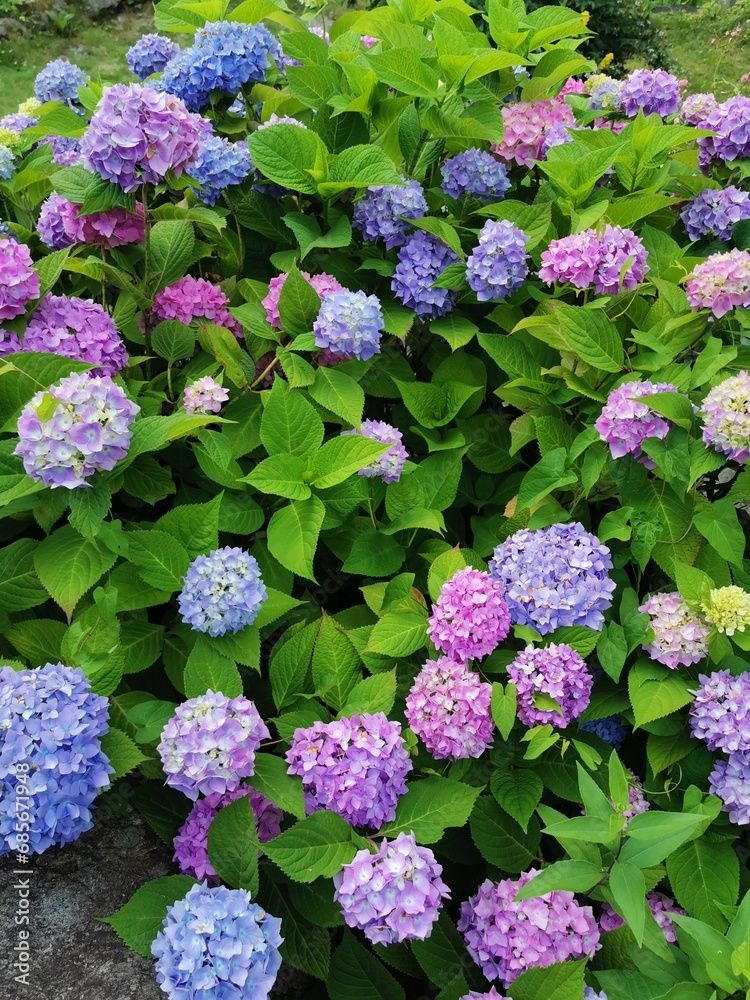 Rhododendron with blue and violet flowers in bloom Rhododendron with blue and violet flowers in bloom