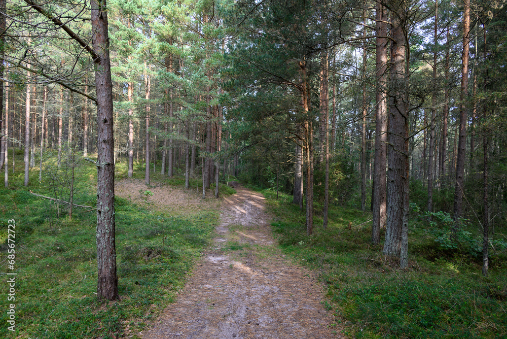 A path in a pine forest.