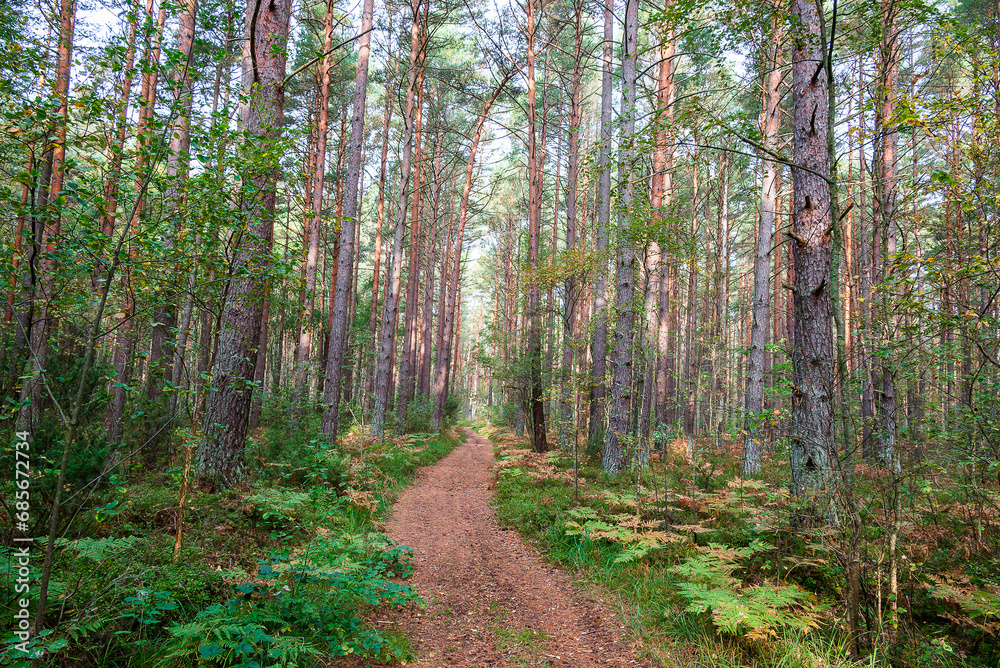 Fototapeta premium A path in a pine forest.