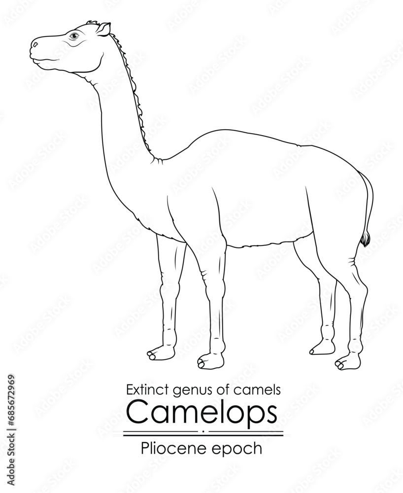 Fototapeta premium Extinct genus of camel, Camelops from Pliocene epoch. Black and white line art, perfect for coloring and educational purposes.