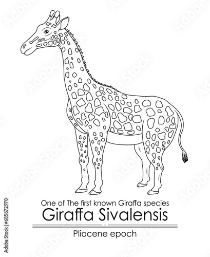 One of The first known Giraffa species Giraffa Sivalensis from Pliocene epoch. Black and white line art, perfect for coloring and educational 