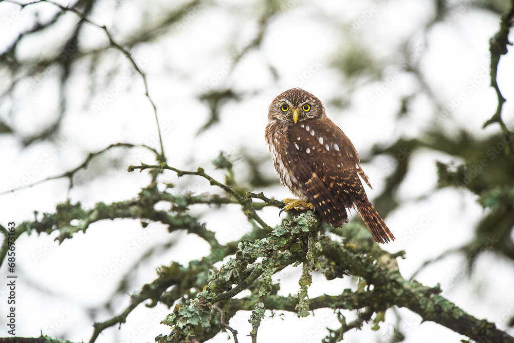 Ferruginous Pygmy owl, Glaucidium brasilianum, Calden forest, La Pampa Province, Patagonia, Argentina.