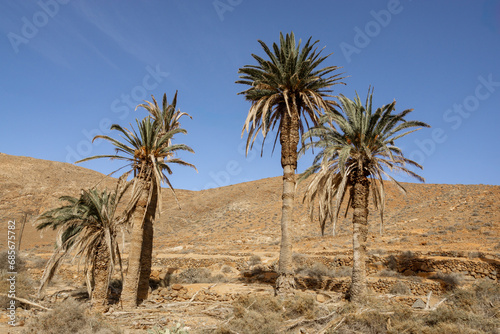 Kanarische Dattelpalmen in einer Wüstenlandschaft mit Bergen im Hintergrund