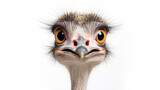 Portrait of a funny and cute Male ostrich upside down, head down. generative ai