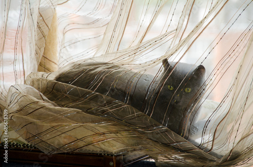 Cat in the curtains photo
