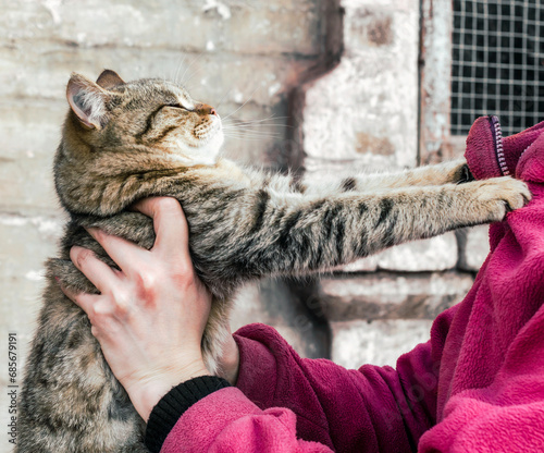 parting tabby cat clawed at a woman in a pink fleece jacket photo