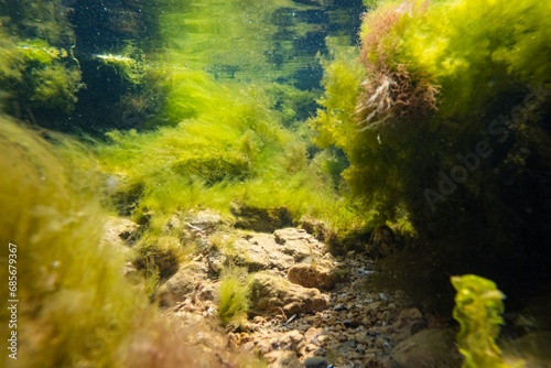 coquina stone rockpool, green cladophora vegetation biodiversity, littoral zone underwater snorkel, oxygen rich low salinity clear saltwater biotope aquascape, torn algae, still surface reflection