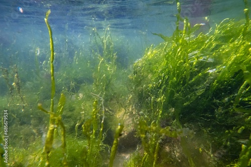ulva vegetation make air bubble, green algae thicket grow on coquina stone, littoral zone underwater, oxygen rich low salinity saltwater biotope, summer in Odesa, glass refraction, poor visibility