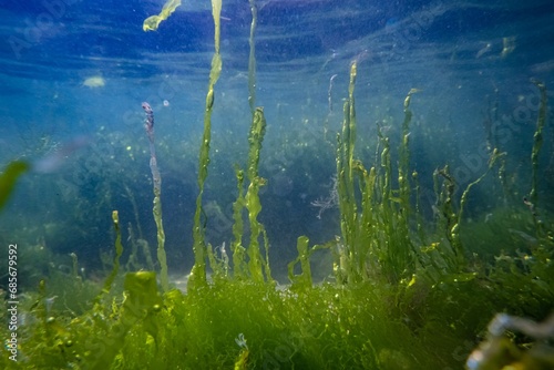 green algae ulva vegetation thicket grow on coquina stone, rich biodiversity littoral zone underwater, oxygen rich low salinity saltwater biotope, summer in Odesa, glass refraction, poor visibility