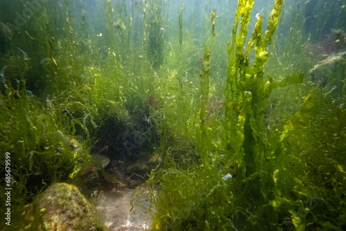 ulva make air bubble, littoral zone underwater snorkel, green algae thicket grow on coquina stone, oxygen rich low salinity saltwater biotope, summer in Odesa, glass refraction, poor visibility