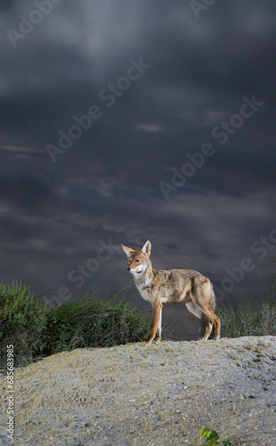 Coyote (Canis latrans) on sand dune at night under cloudy sky, Galveston, Texas.