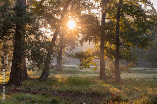 On an early morning, a sunburst appears through the leaves in an East Texas forest.