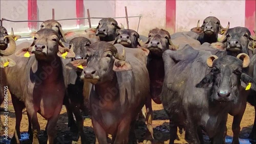 Herd of domesic cattle staring into camera photo