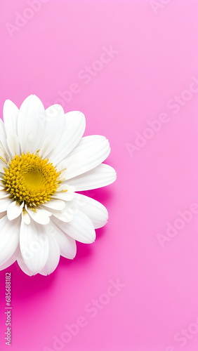 a white daisy on a pink background and copy space