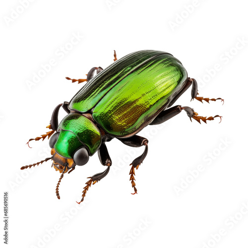 Green beetle Coleoptera, cut out - stock png.