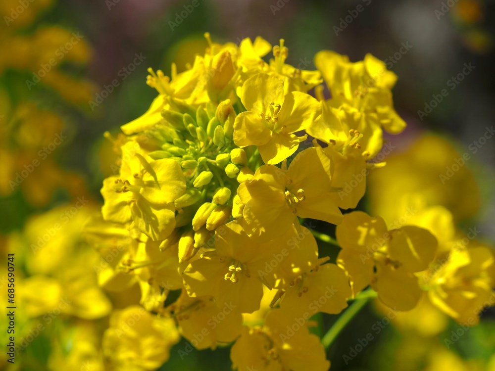 菜の花 菜の花