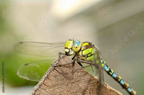 Сlose-up portrait of a dragonfly.