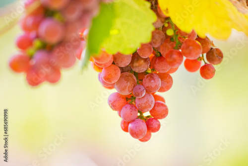 Grapes of red wine in a sunny vineyard in autumn.