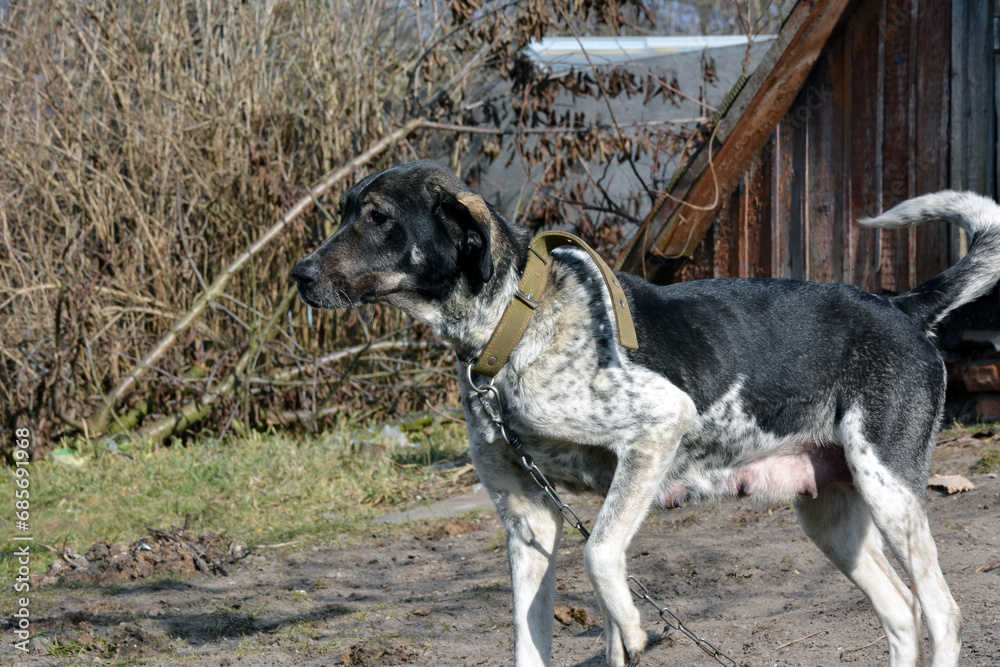 A purebred spotted dog in a collar with a chain guards the house