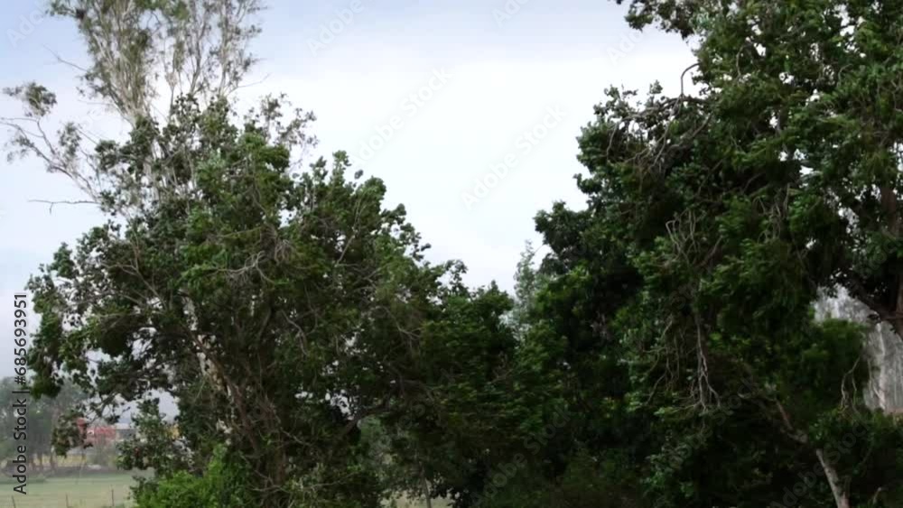 Green, deciduous tree on windy day