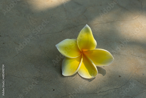 The Fangipani flower is a typical Balinese flower isolated on a cement background illuminated by sunlight. It is often used in offerings, religious ceremonies, or decoration. photo