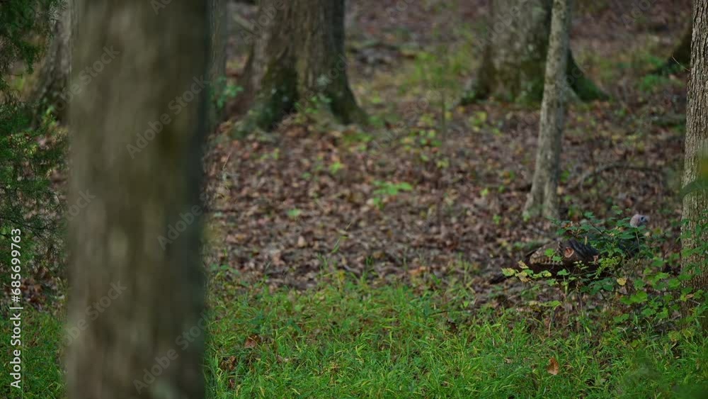 Wild Turkey adult hen foraging alone in woods of North Carolina Piedmont Wild Turkey adult hen foraging alone in woods of North Carolina Piedmont