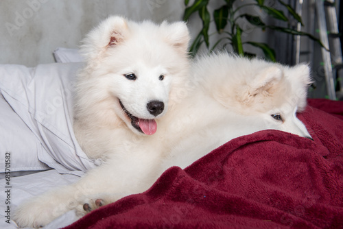 White fluffy samoyed dogs puppies are sleeping in the red bed