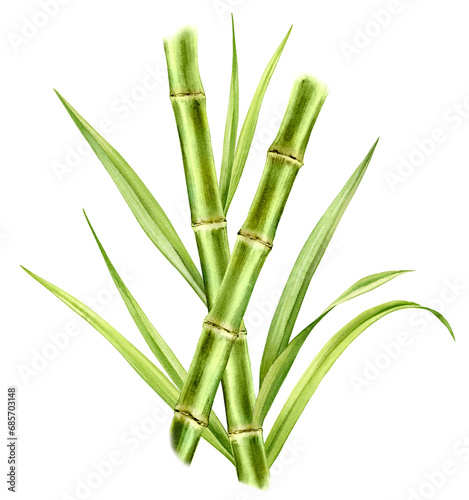 Bamboo watercolor illustration. Composition with two stems crossing each other and shiny leaves. Fresh green aquarelle painting. Realistic botanical artwork for packaging. Hand drawn poster (ID: 685703148)