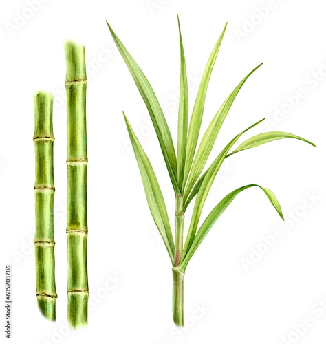 Watercolor bamboo plants. Set of two stems and separate big branch with leaves. Collection with design elements. Realistic botanical illustration for packaging. Hand drawn objects (ID: 685703786)