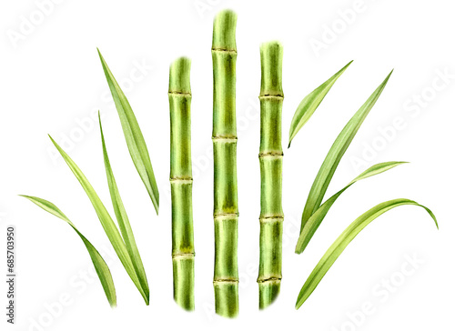 Watercolor bamboo plants. Set of three stems and separate leaves. Collection with design elements. Realistic botanical illustration for packaging. Hand drawn objects (ID: 685703950)