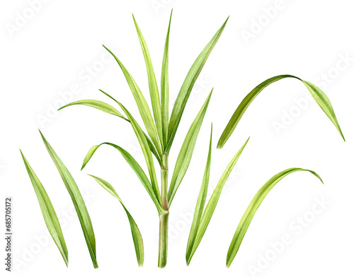 Watercolor grass. Set of big stem and separate leaves. Collection with green design elements. Realistic botanical illustration for packaging. Hand drawn sugar cane branch (ID: 685705172)
