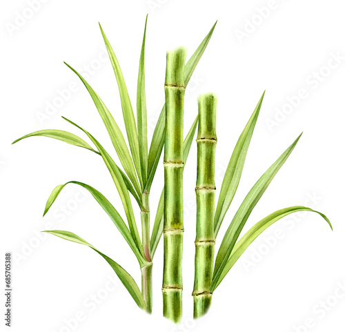 Watercolor bamboo stems and leaves. Big bouquet with greenery. Realistic botanical illustration with fresh bamboo plant. Hand drawn floral composition. Print ready poster (ID: 685705388)