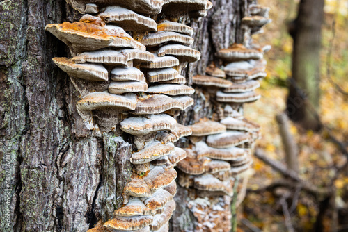 Polypore mushrooms on tree with autumn forest on background