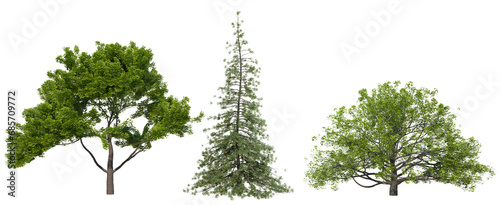 collection PNG transparent tree for dragand drop decoration, 3d illustration rendering photo