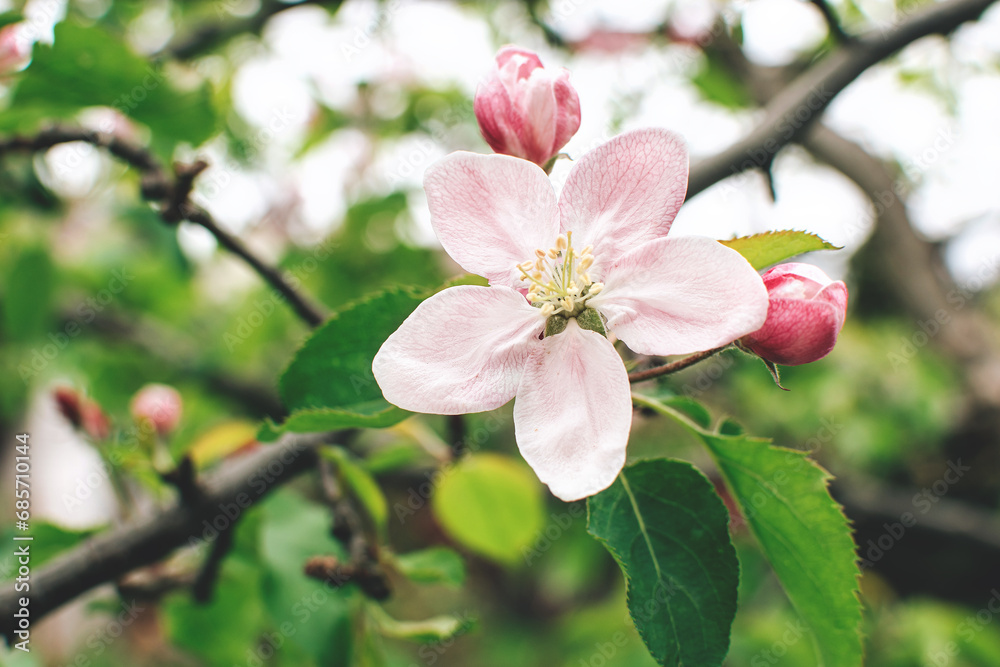 Close up view of apple tree flowers blooming. Close up view of apple tree flowers blooming.