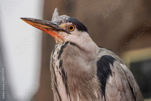 great heron in amsterdam netherlands