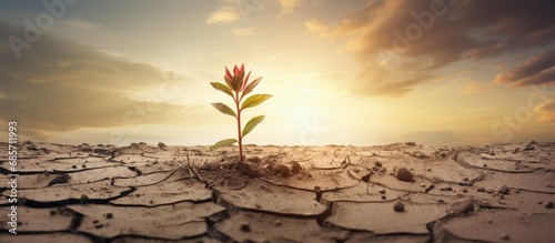 Desert plant thriving with stormy hope Copy space image Place for adding text or design photo