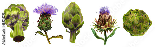 Collection of Botanical watercolor illustrations of the fruits and flowers  сynara  french artichoke medicinal plant, top and front view.. photo