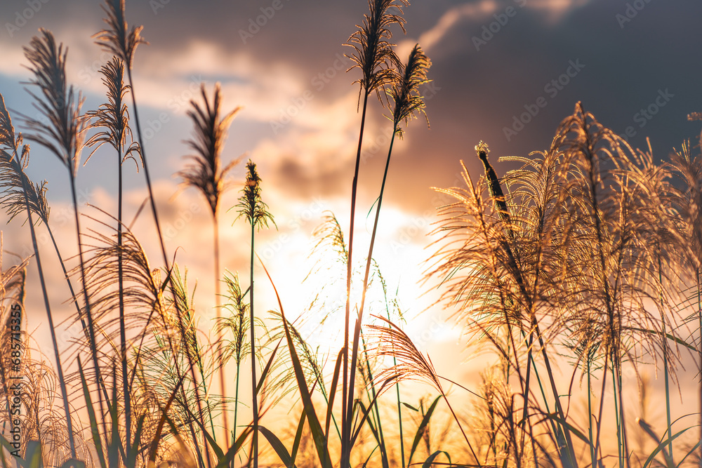 The background is sunset, with miscanthus flowers shot against the light. Hiking and climbing in winter to enjoy Taiwan’s natural scenery and fresh air. The background is sunset, with miscanthus flowers shot against the light. Hiking and climbing in winter to enjoy Taiwan’s natural scenery and fresh air.
