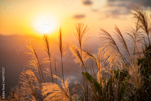 The background is sunset  with miscanthus flowers shot against the light. Hiking and climbing in winter to enjoy Taiwan   s natural scenery and fresh air.