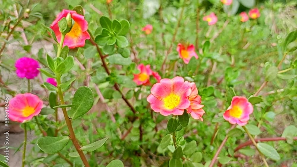 Small pink flowers with fresh green leaves. Small pink flowers with fresh green leaves.