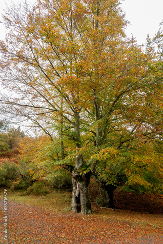 Spectacular landscapes of beech trees in a beech forest in autumn with incredible ocher and orange colors in the natural park of Gorbea in Alava Spain