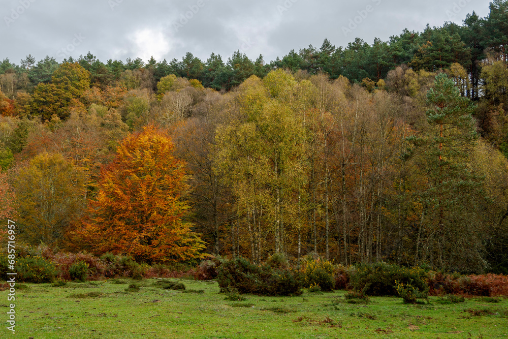 Spectacular landscapes of beech trees in a beech forest in autumn with incredible ocher and orange colors in the natural park of Gorbea in Alava Spain Spectacular landscapes of beech trees in a beech forest in autumn with incredible ocher and orange colors in the natural park of Gorbea in Alava Spain