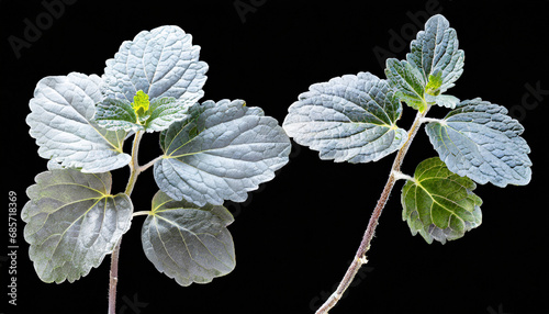 silver spurflower leaves isolated on transparent background plectranthus argentatus png photo